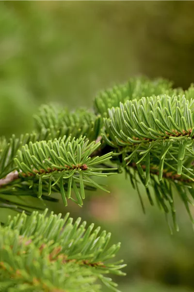 Abies nordmanniana