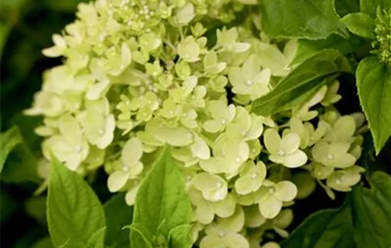 Hydrangea paniculata 'Little Lime'