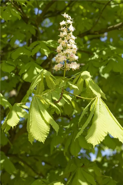 Aesculus hippocastanum