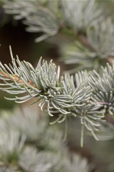 Cedrus atlantica 'Glauca'