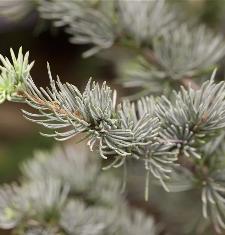 Cedrus atlantica 'Glauca'