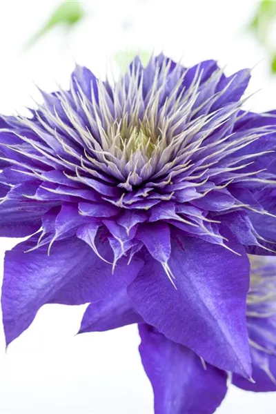 Clematis 'Multi Blue'