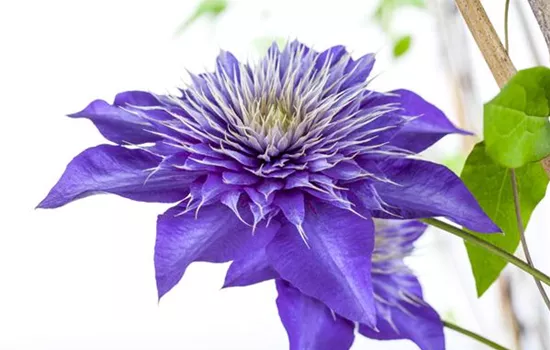 Clematis 'Multi Blue'