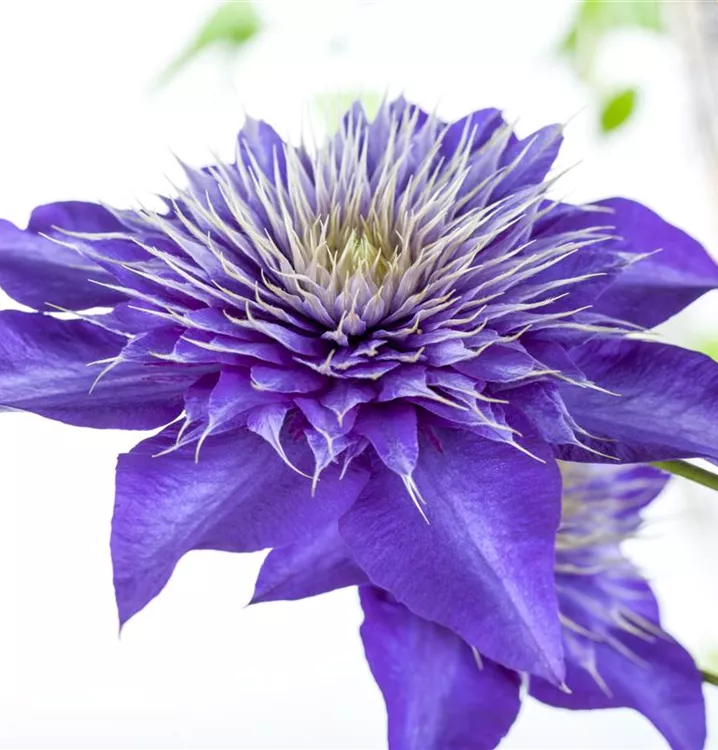 Clematis 'Multi Blue'