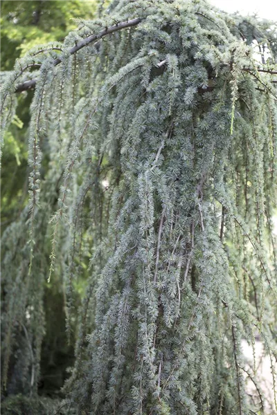 Cedrus atlantica 'Glauca Pendula'