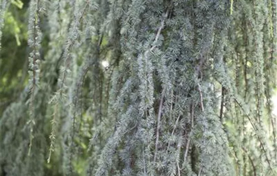 Cedrus atlantica 'Glauca Pendula'