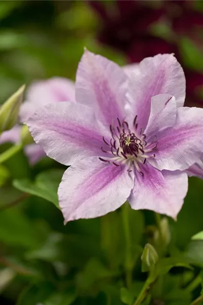 Clematis 'Nelly Moser'