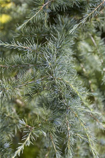 Cedrus deodara