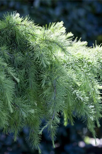 Cedrus deodara 'Pendula'