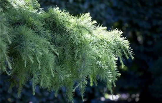 Cedrus deodara 'Pendula'