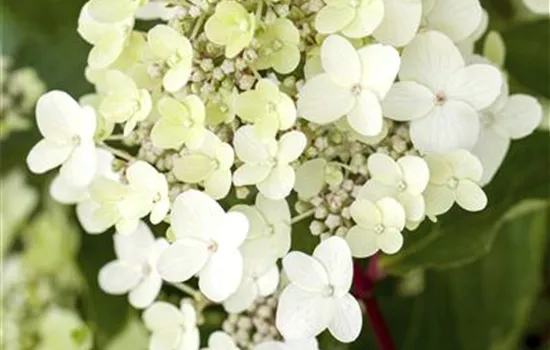 Hydrangea paniculata 'Vanille-Fraise'