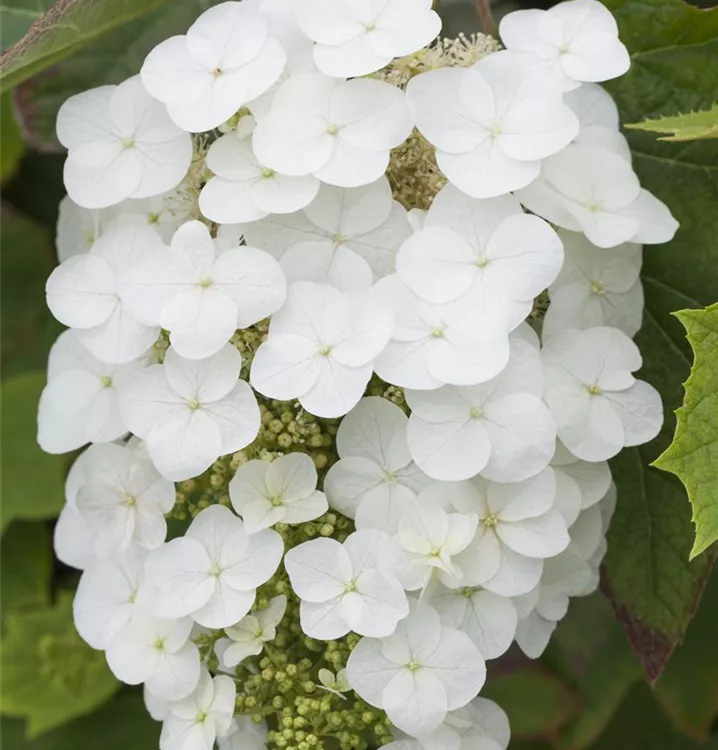 Hydrangea quercifolia 'Snowflake'