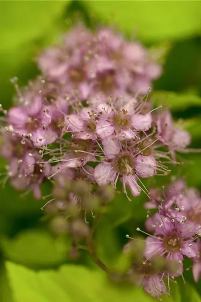 Spiraea japonica 'Goldflame'