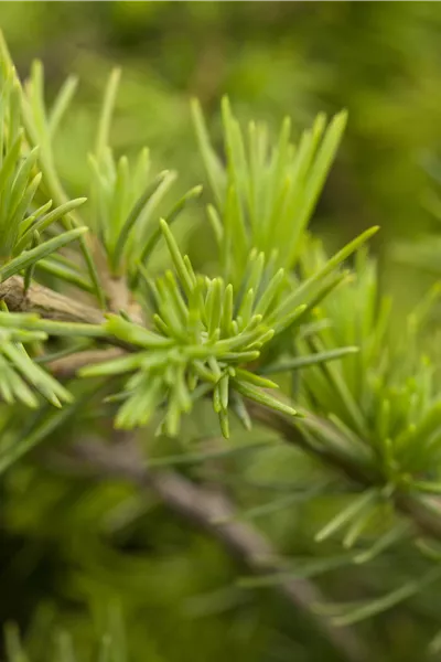 Cedrus deodara 'Golden Horizon'