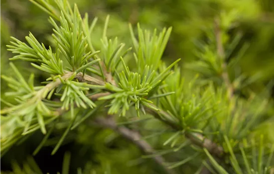 Cedrus deodara 'Golden Horizon'