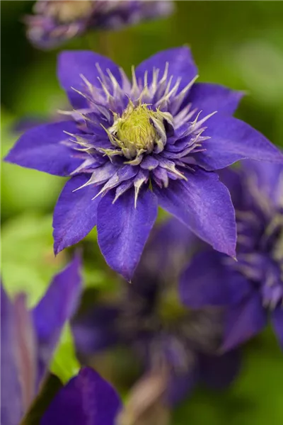 Clematis 'The President'