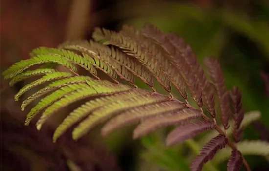 Albizia julibrissin 'Summer Chocolate'