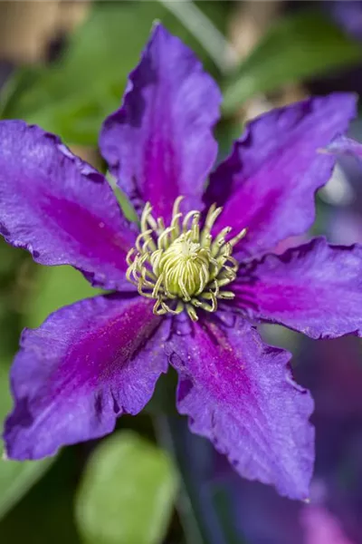 Clematis 'The Vagabond'