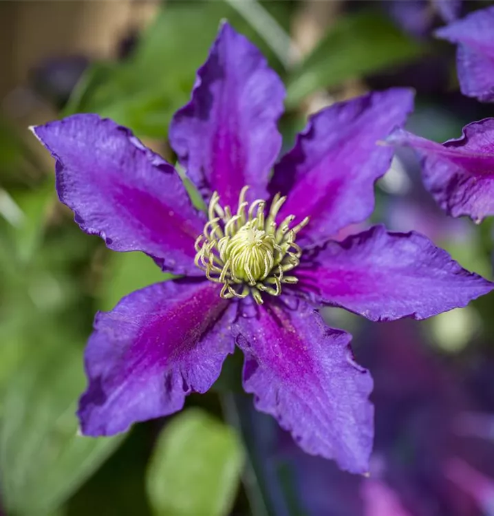 Clematis 'The Vagabond'