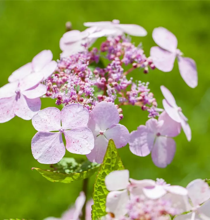 Hydrangea serrata 'Bluebird'