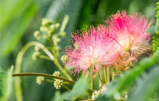 Albizia julibrissin 'Tropical Dream'