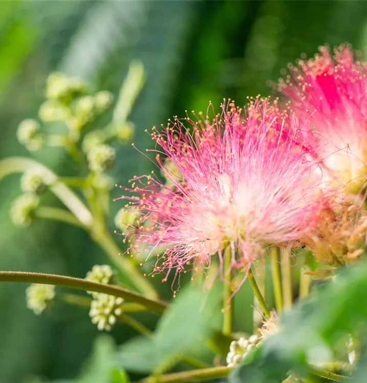 Seidenbaum 'Tropical Dream'