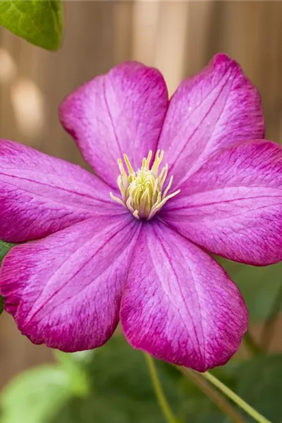 Clematis 'Ville de Lyon'