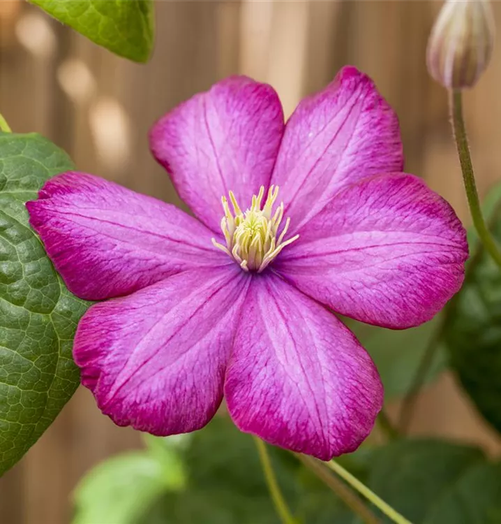 Clematis 'Ville de Lyon'