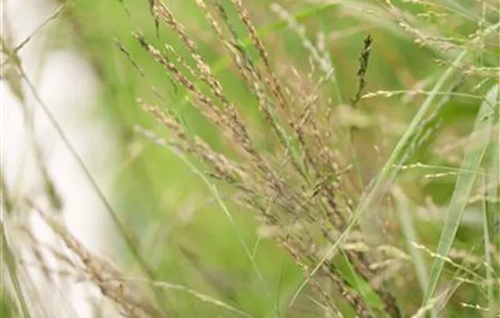 Molinia arundinacea 'Karl Foerster'