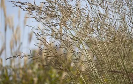 Molinia arundinacea 'Windspiel'