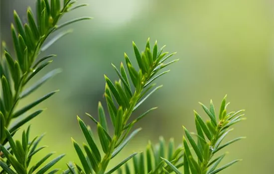 Taxus baccata 'Overeynderi'