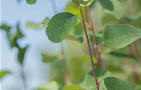 Amelanchier alnifolia 'Obelisk'