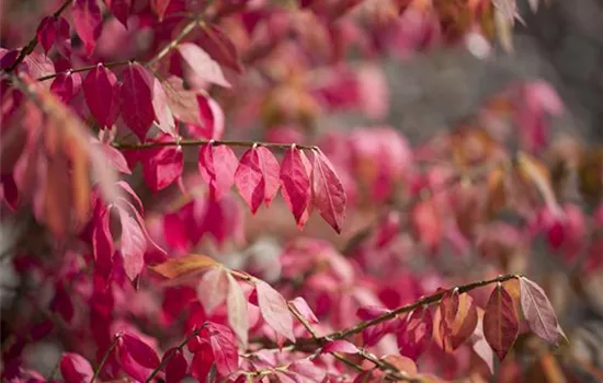 Euonymus alatus