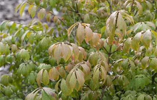 Euonymus alatus 'Compactus'