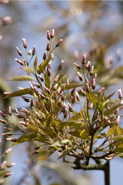 Amelanchier arborea 'Robin Hill'