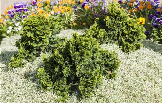 Chamaecyparis obtusa 'Nana Gracilis'