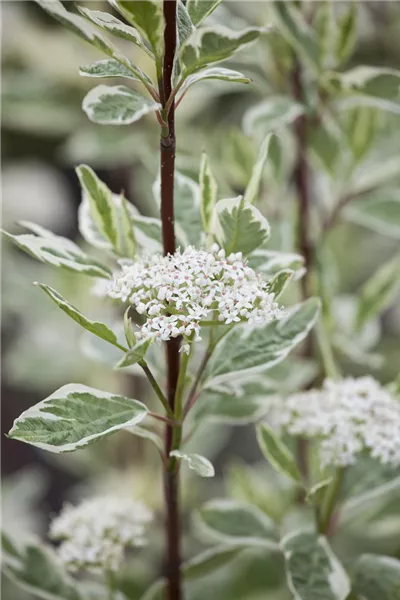 Cornus alba 'Elegantissima'