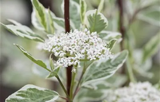 Cornus alba 'Elegantissima'