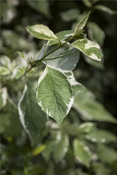 Cornus alba 'Ivory Halo'