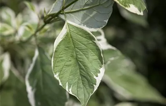 Cornus alba 'Ivory Halo'