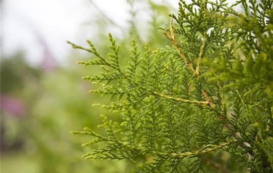 Thuja occidentalis 'Brabant'