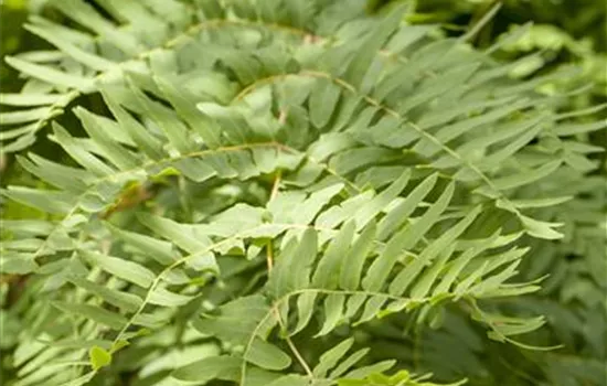 Osmunda regalis