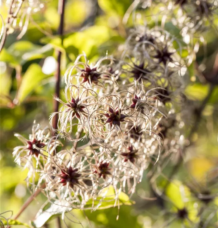 Clematis tangutica