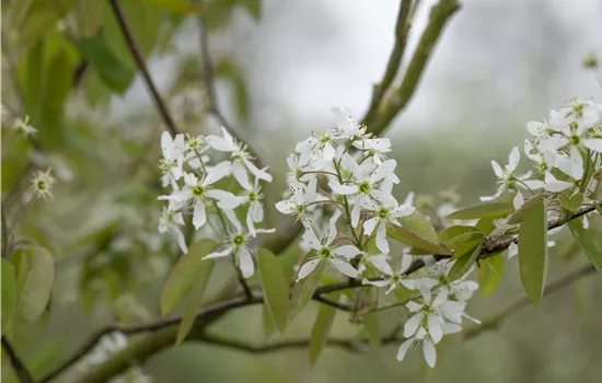 Amelanchier laevis