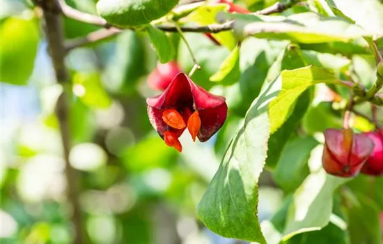 Euonymus europaeus 'Red Cascade'