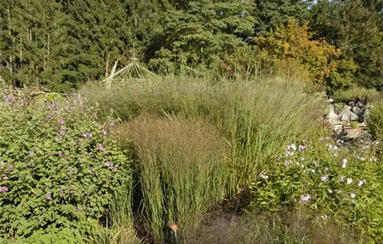 Panicum virgatum 'Cloud Nine'