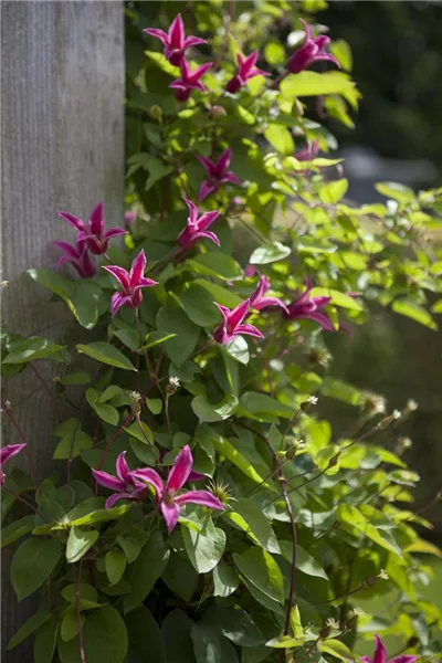 Clematis tex.'Princess Diana'