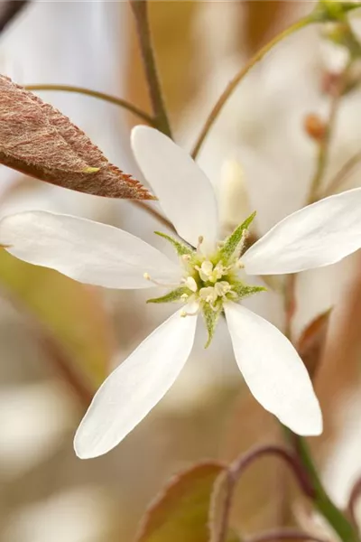 Amelanchier lamarckii