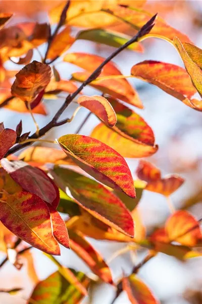 Amelanchier alnifolia 'Smoky'