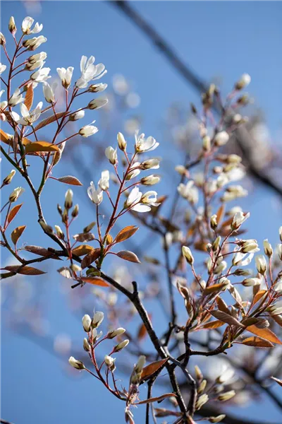 Amelanchier alnifolia 'Saskatoon Berry'